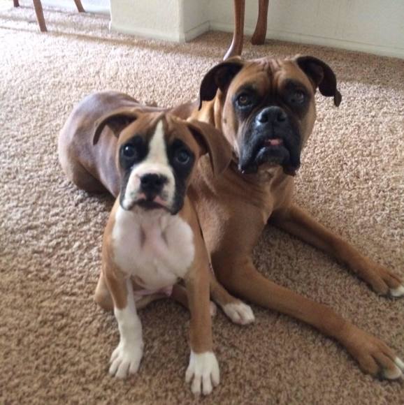 2boxers2love